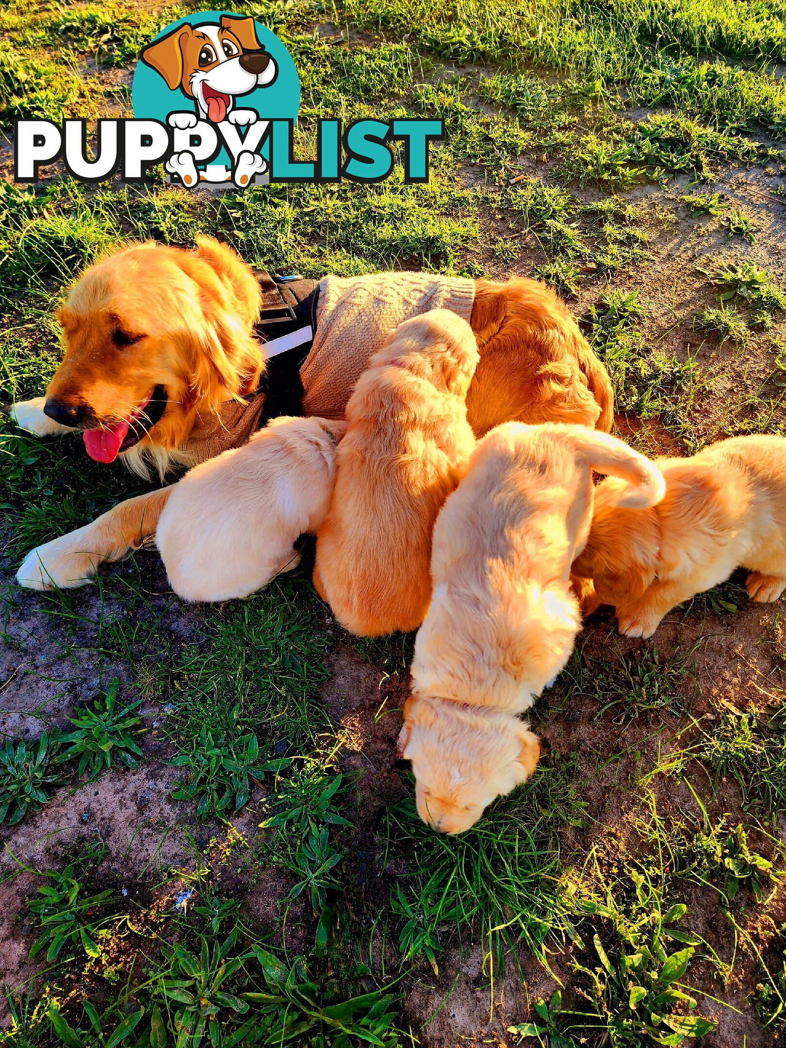 Purebred Golden Retriever Puppies