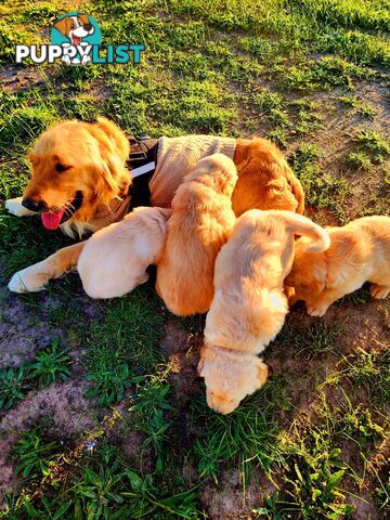 Purebred Golden Retriever Puppies