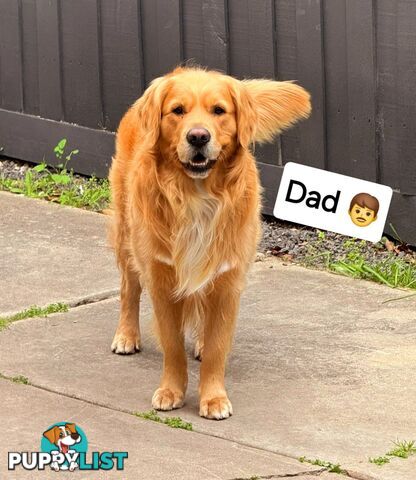 Purebred Golden Retriever Puppies