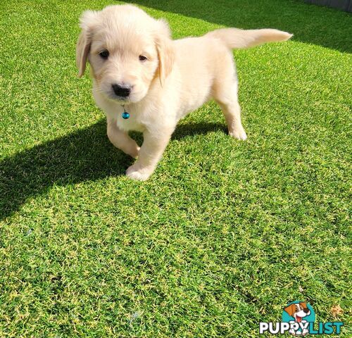 Purebred Golden Retriever Puppies