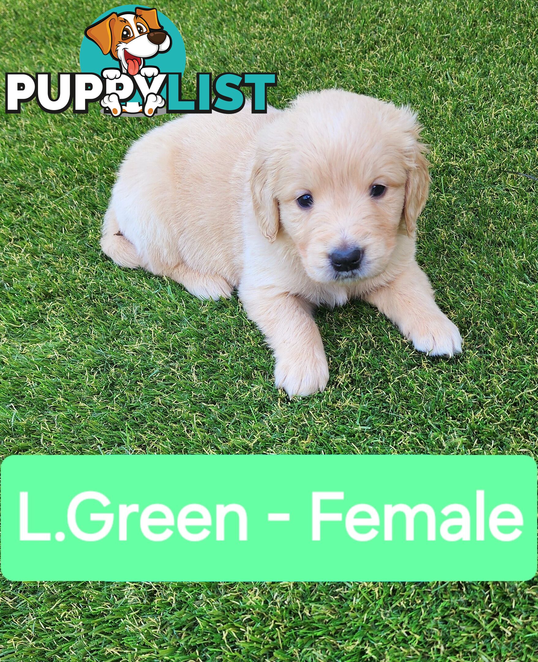 Purebred Golden Retriever Puppies