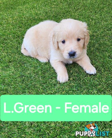 Purebred Golden Retriever Puppies