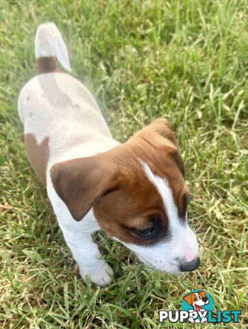 Purebred Jack Russell