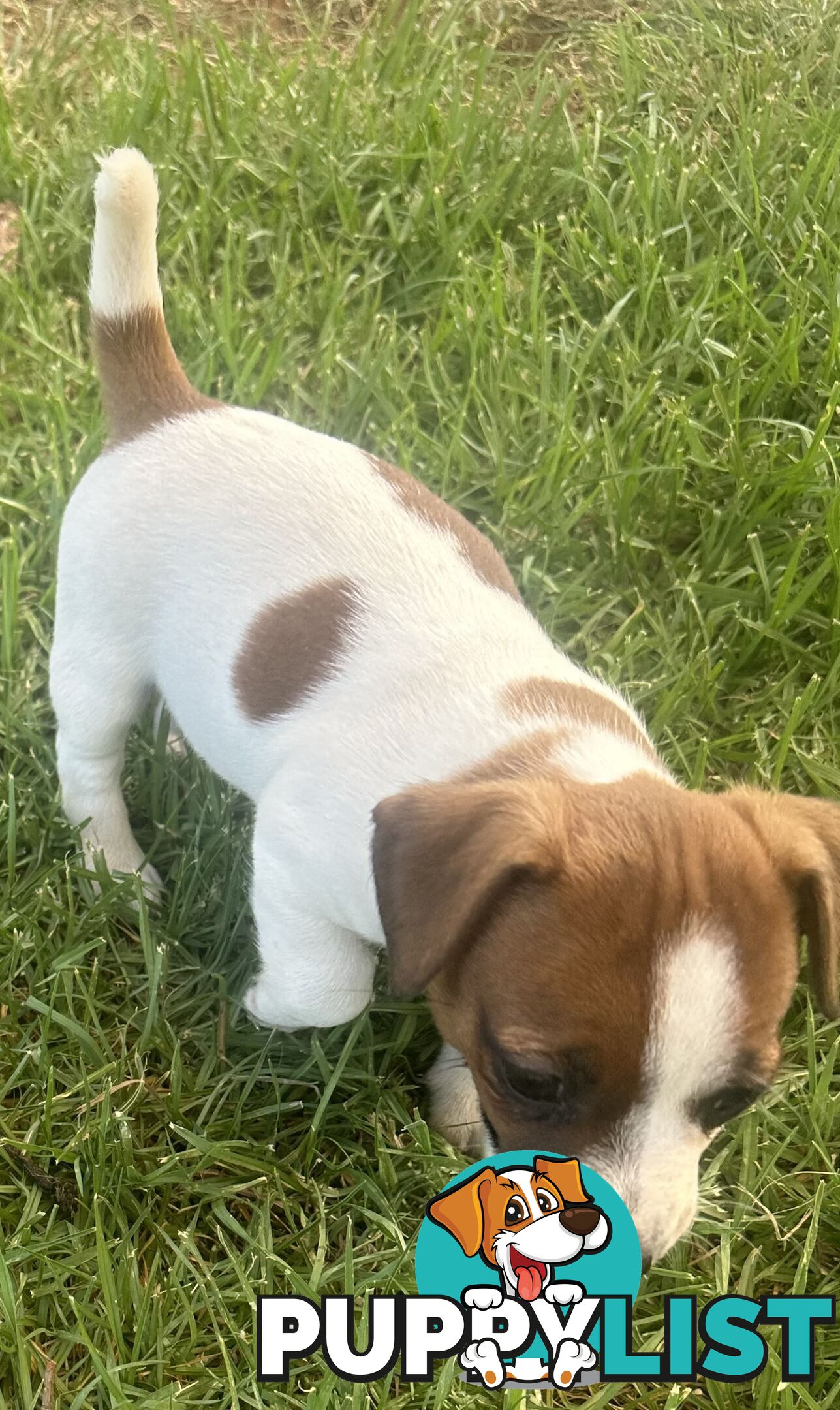 Purebred Jack Russell