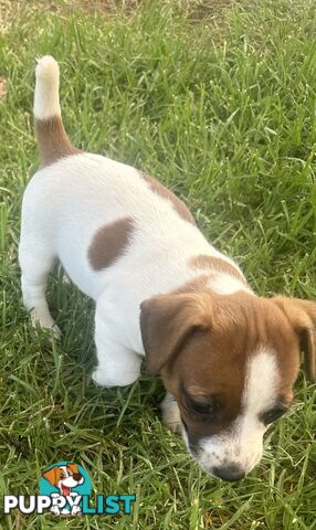 Purebred Jack Russell