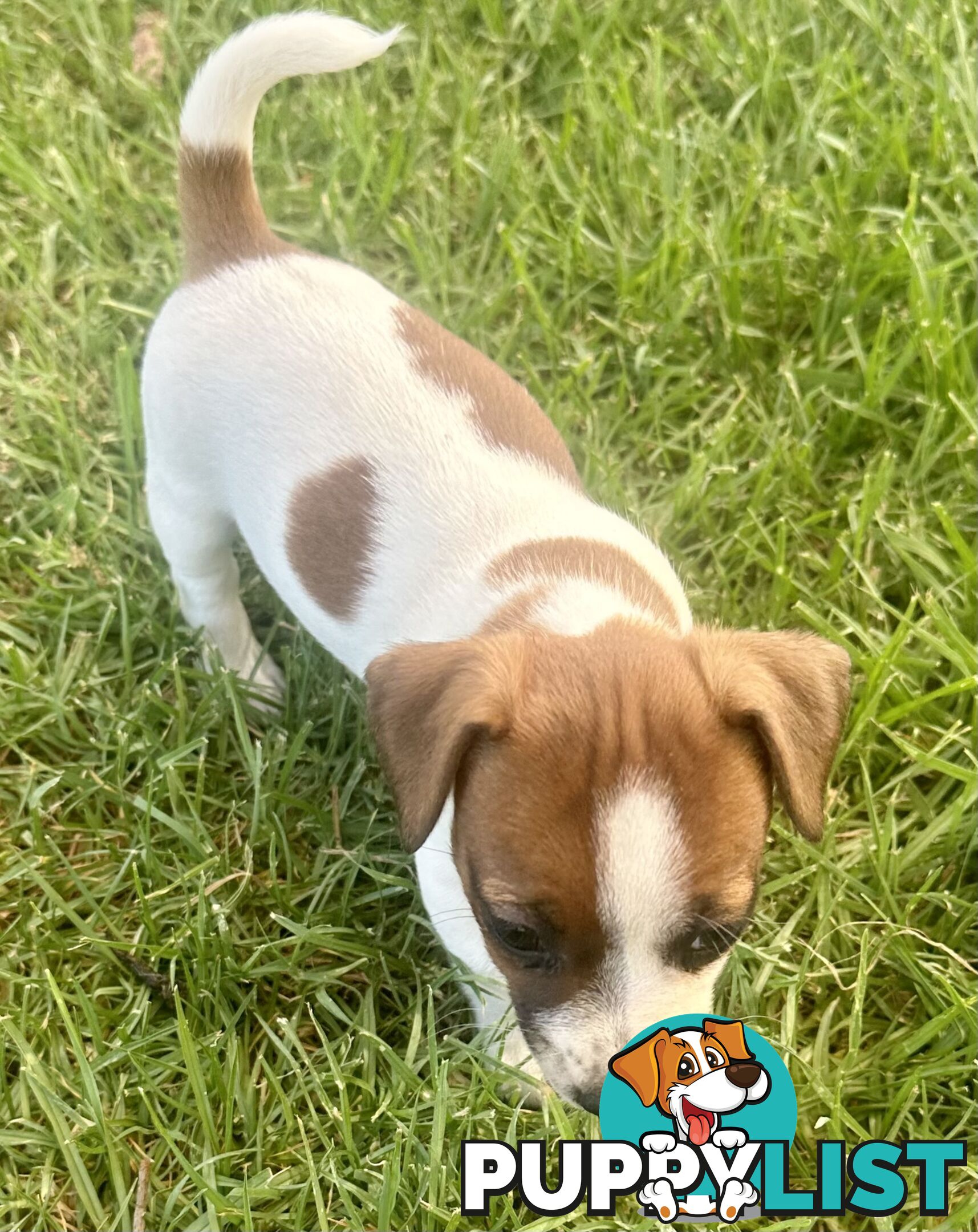 Purebred Jack Russell