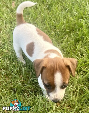 Purebred Jack Russell