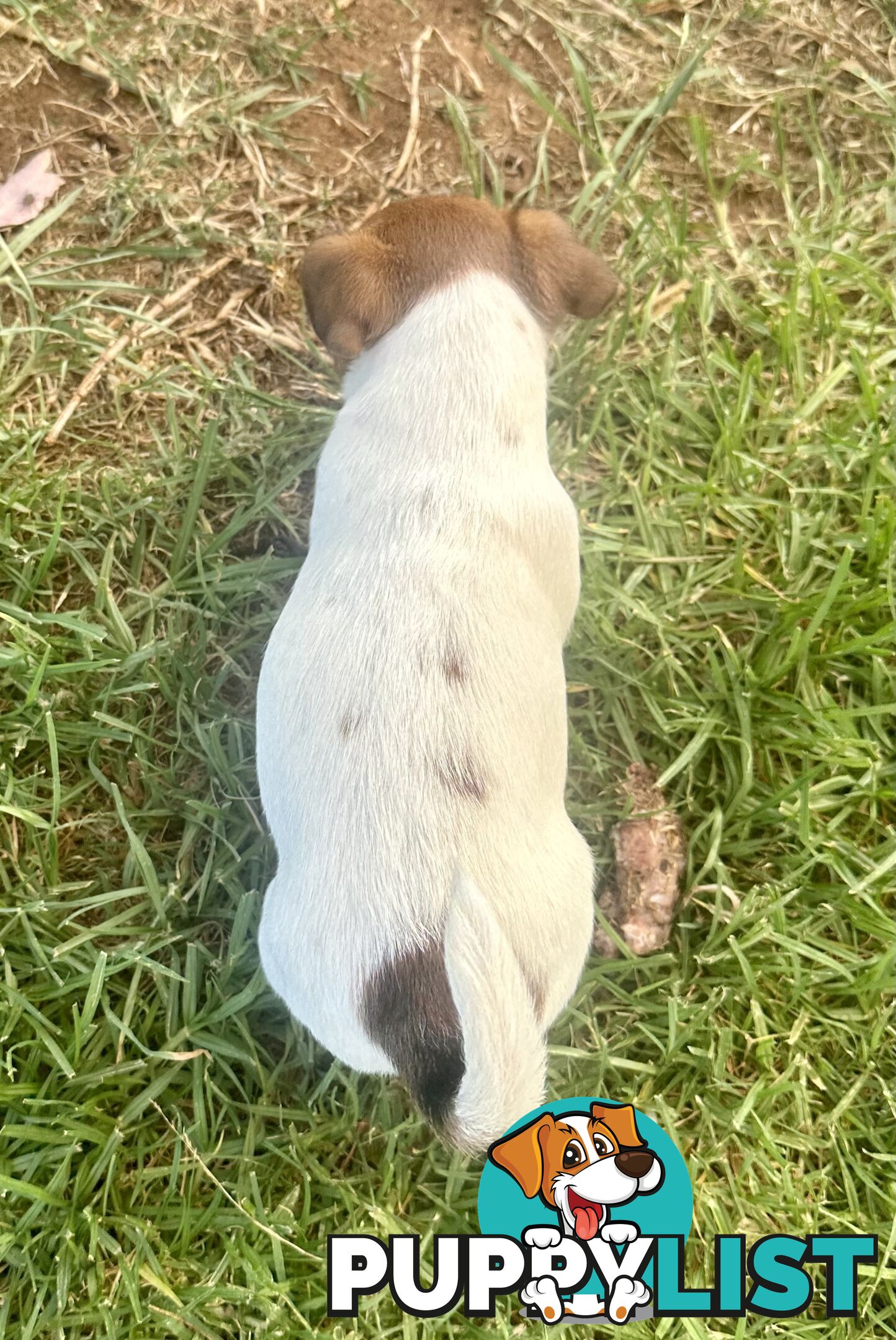 Purebred Jack Russell