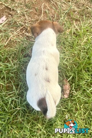 Purebred Jack Russell