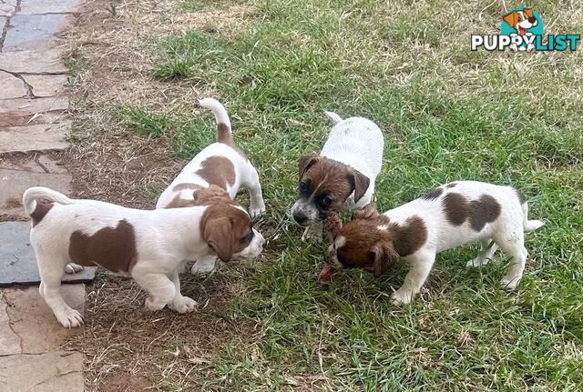 Purebred Jack Russell