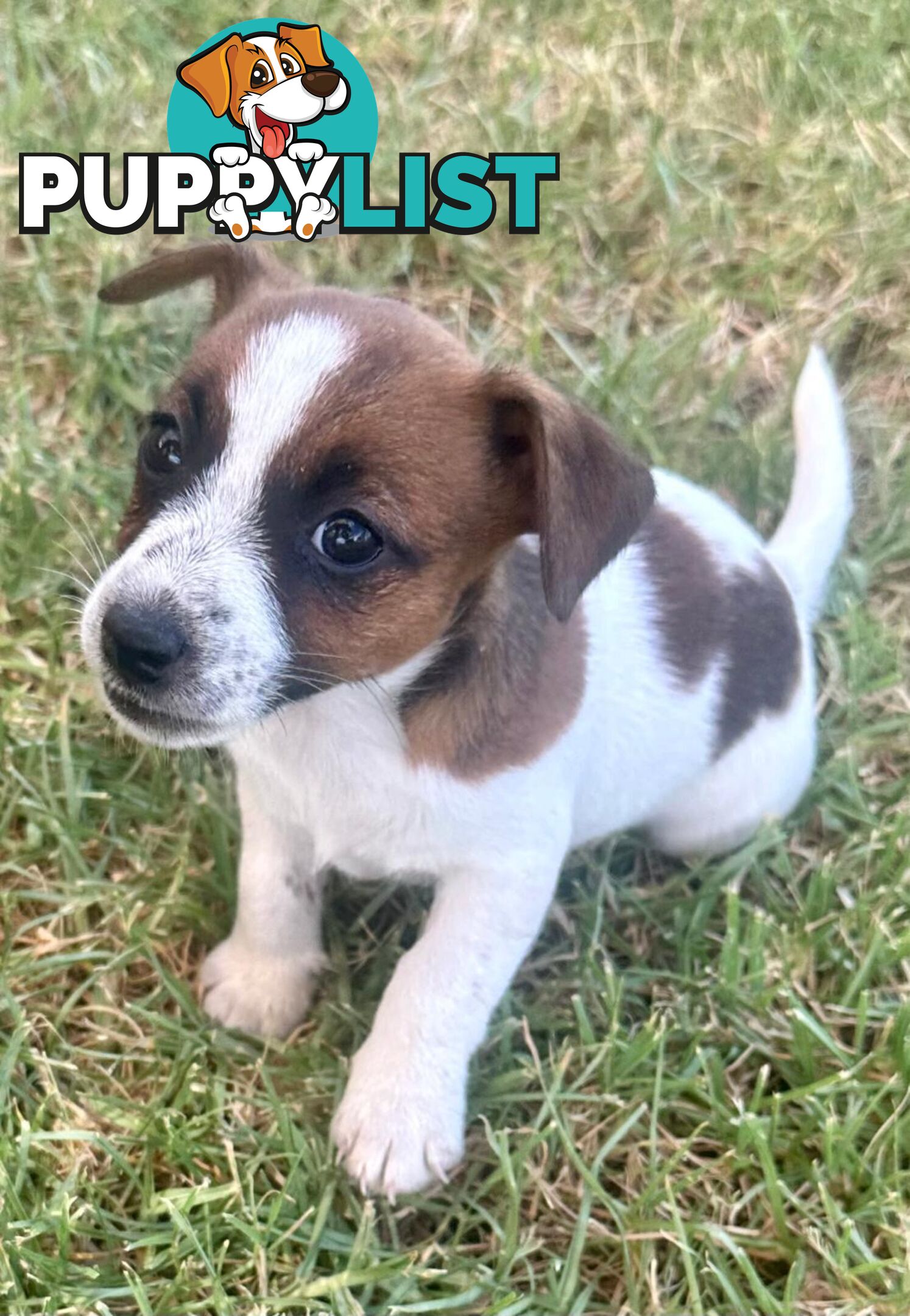 Purebred Jack Russell