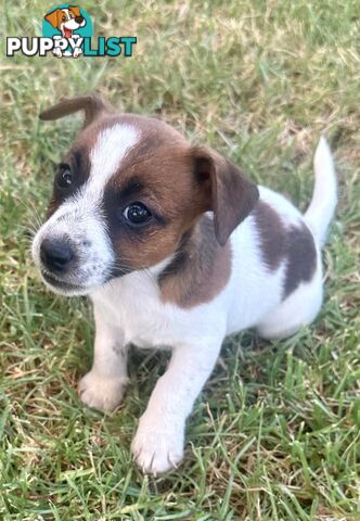 Purebred Jack Russell