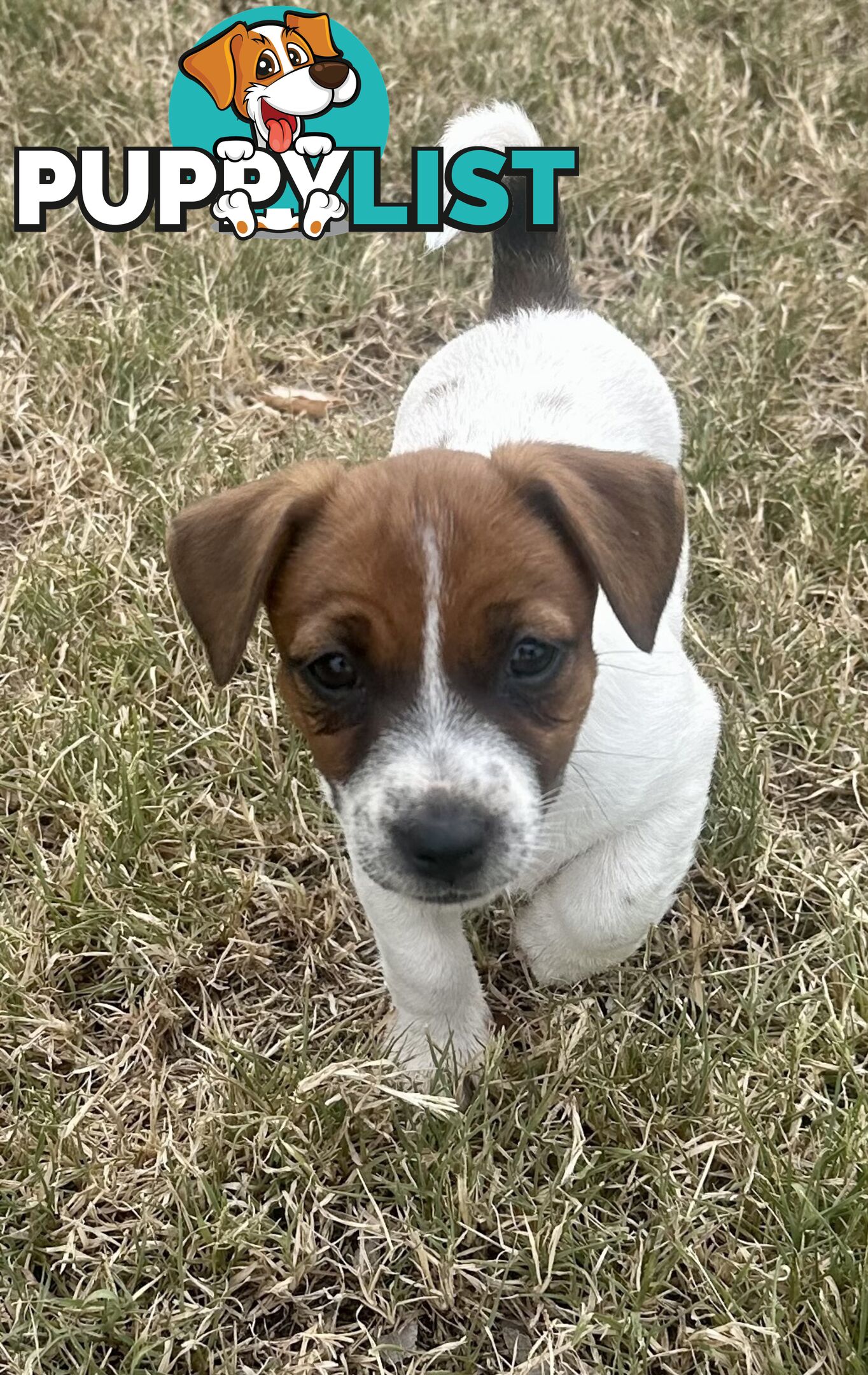 Purebred Jack Russell