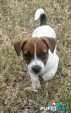 Purebred Jack Russell