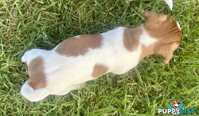 Purebred Jack Russell