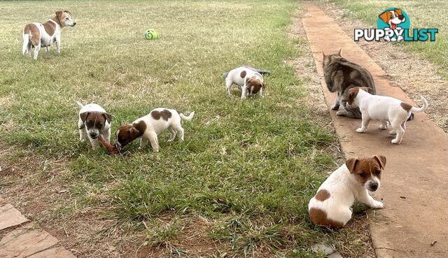 Purebred Jack Russell