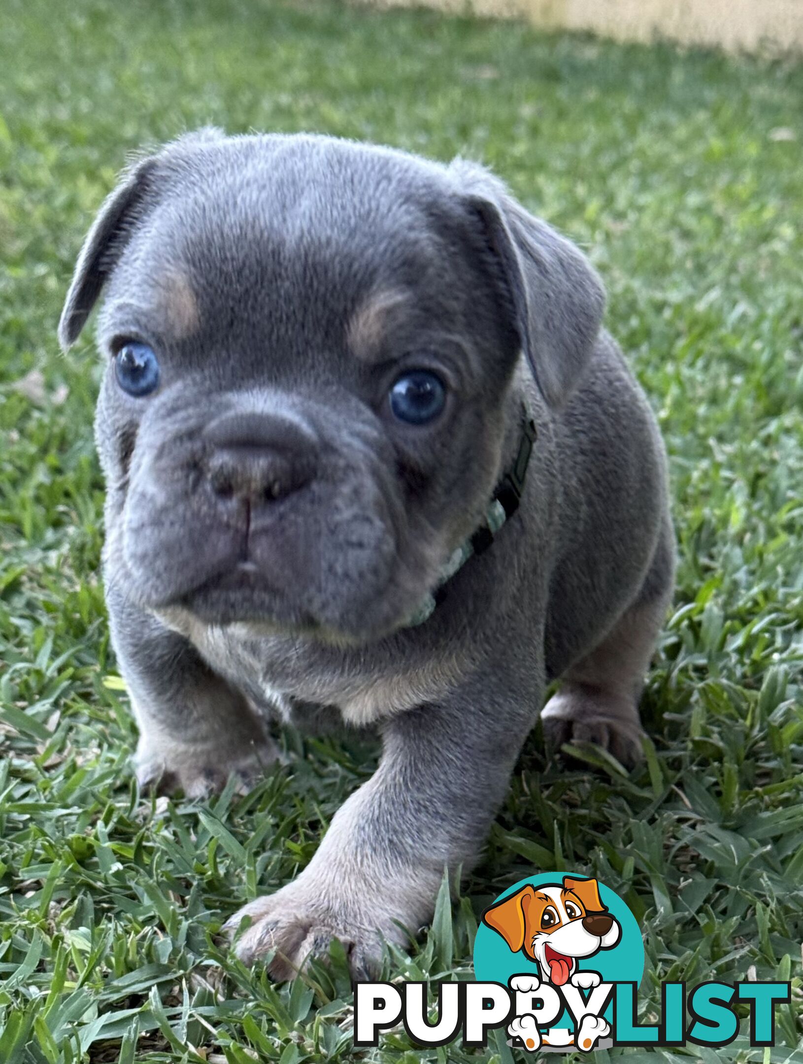 Purebred French Bulldog Puppies