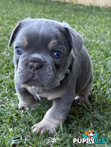 Purebred French Bulldog Puppies