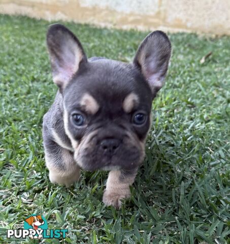 Purebred French Bulldog Puppies