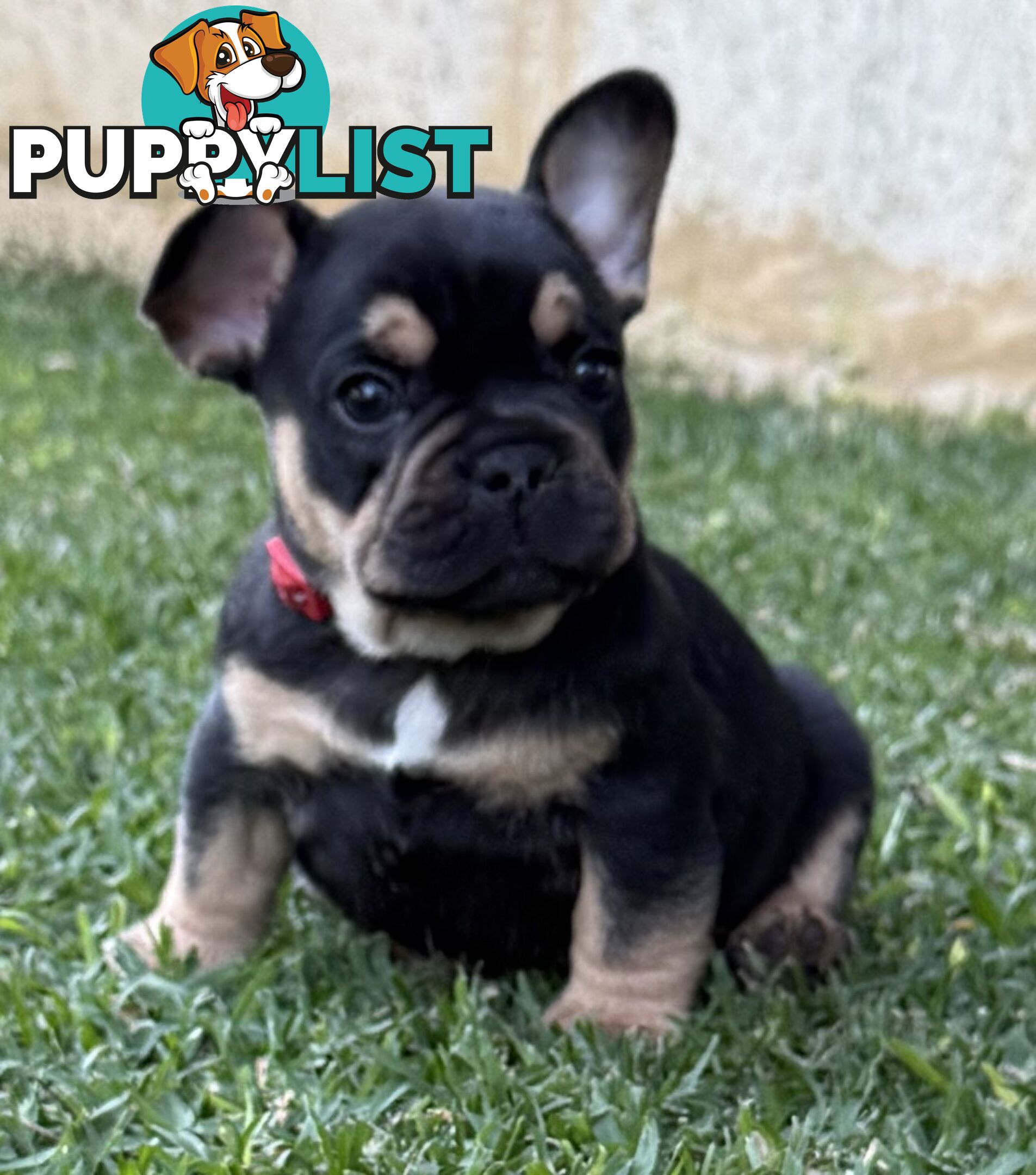 Purebred French Bulldog Puppies