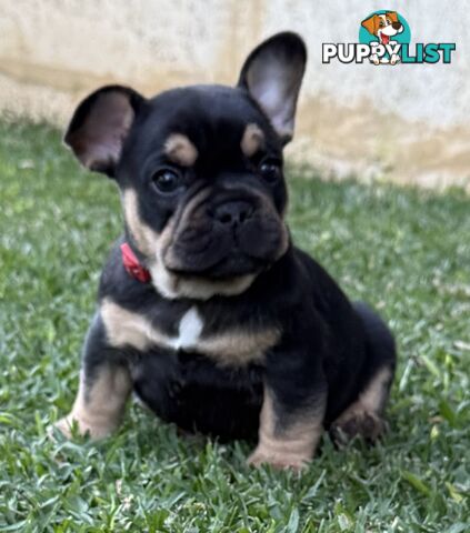 Purebred French Bulldog Puppies