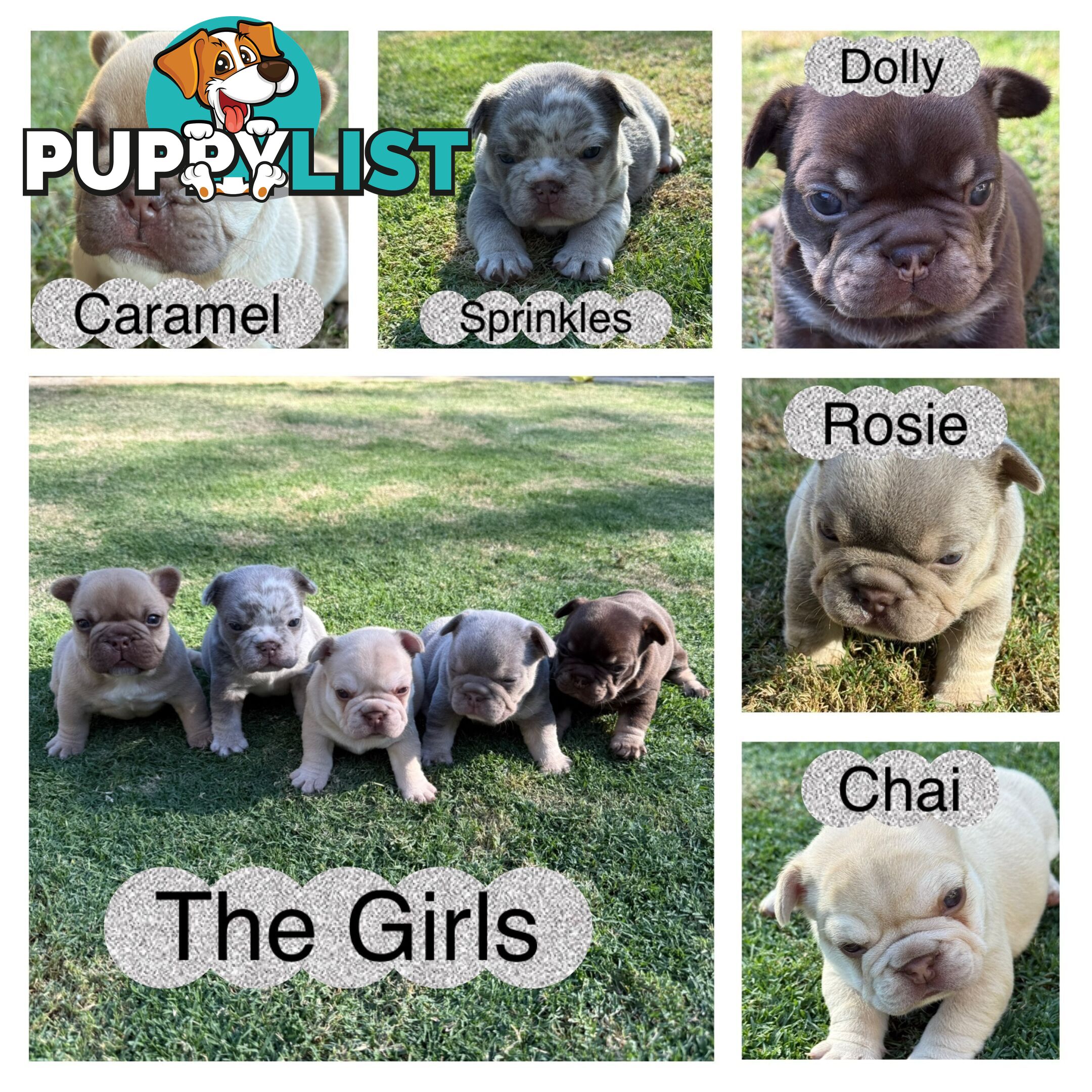 Purebred French Bulldog Puppies