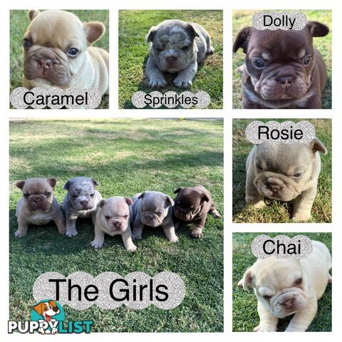 Purebred French Bulldog Puppies