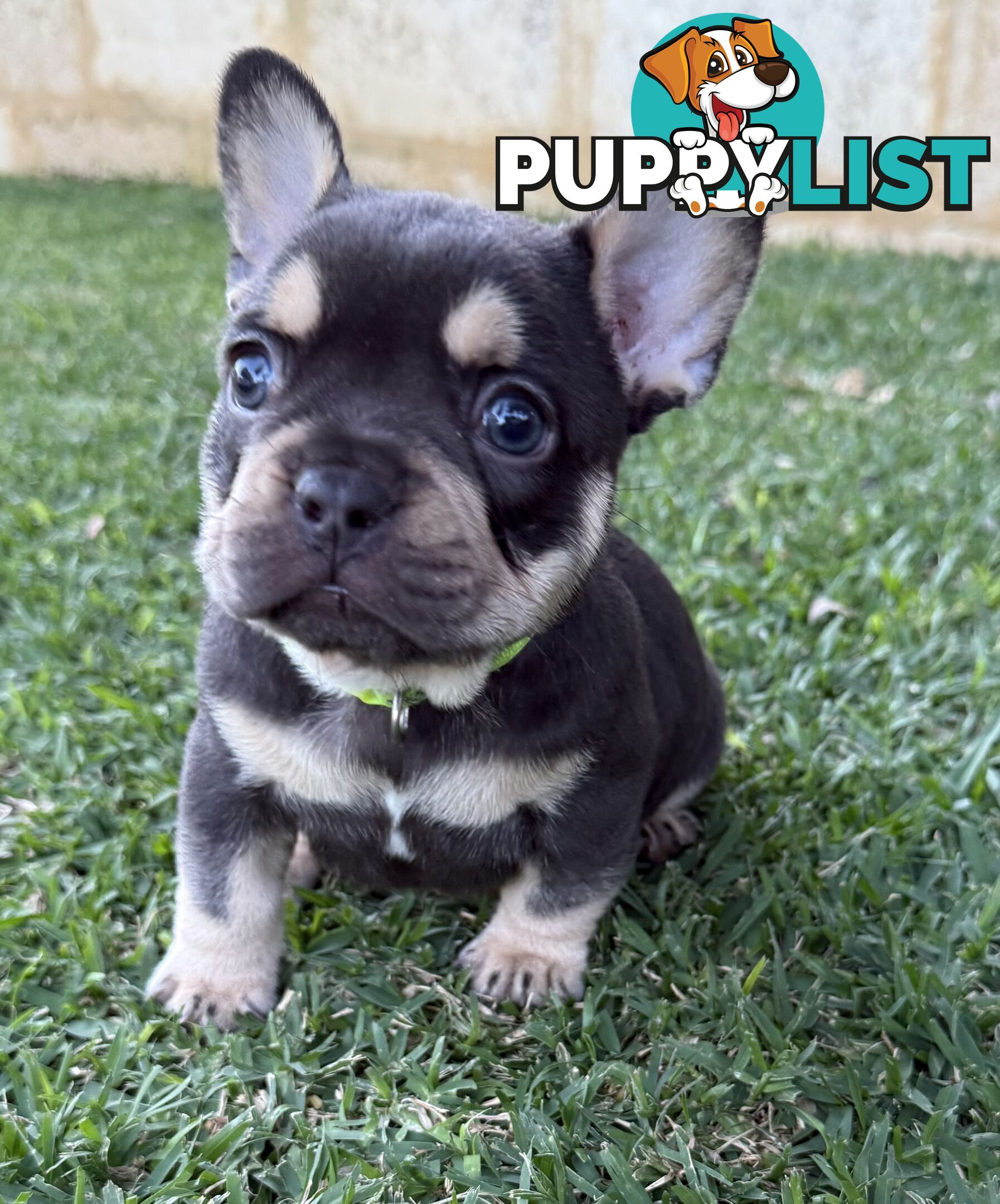 Purebred French Bulldog Puppies