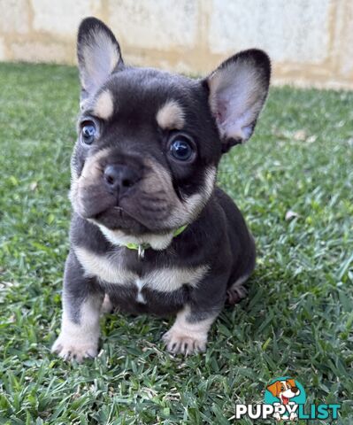 Purebred French Bulldog Puppies