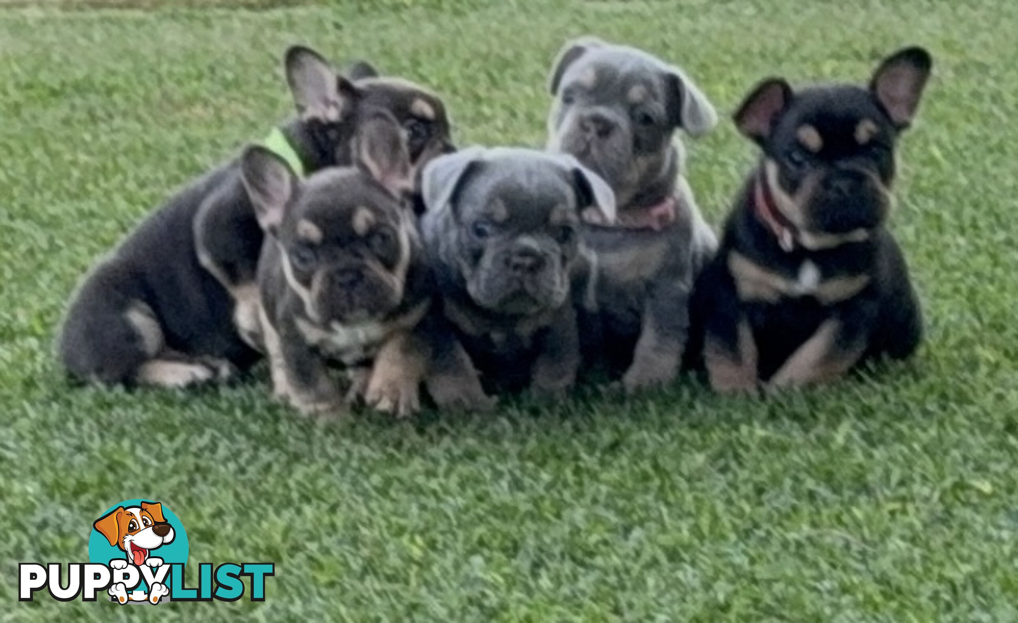 Purebred French Bulldog Puppies