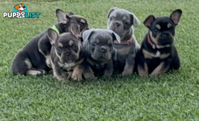 Purebred French Bulldog Puppies