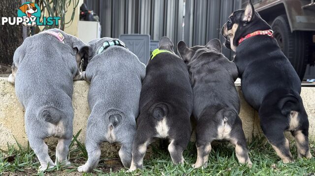 Purebred French Bulldog Puppies