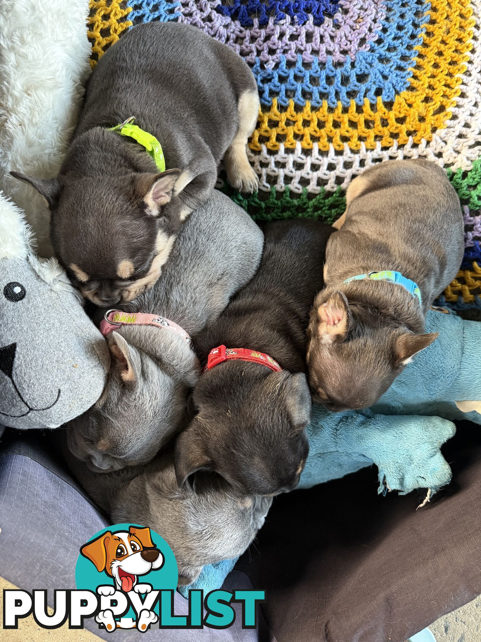 Purebred French Bulldog Puppies