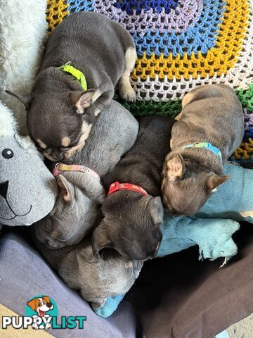 Purebred French Bulldog Puppies