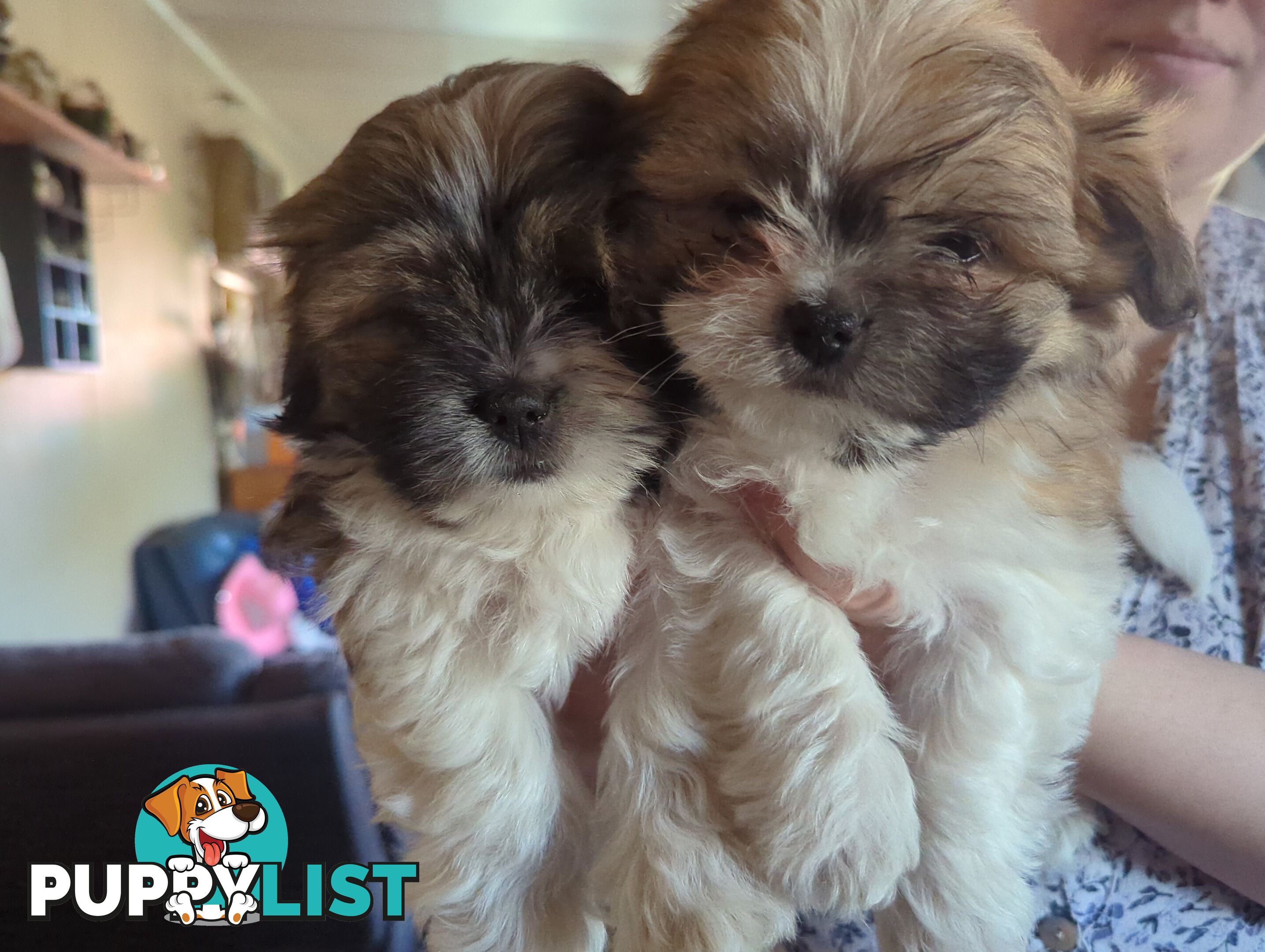 Maltese Shih Tzu Pups