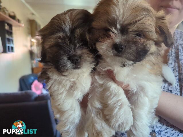 Maltese Shih Tzu Pups