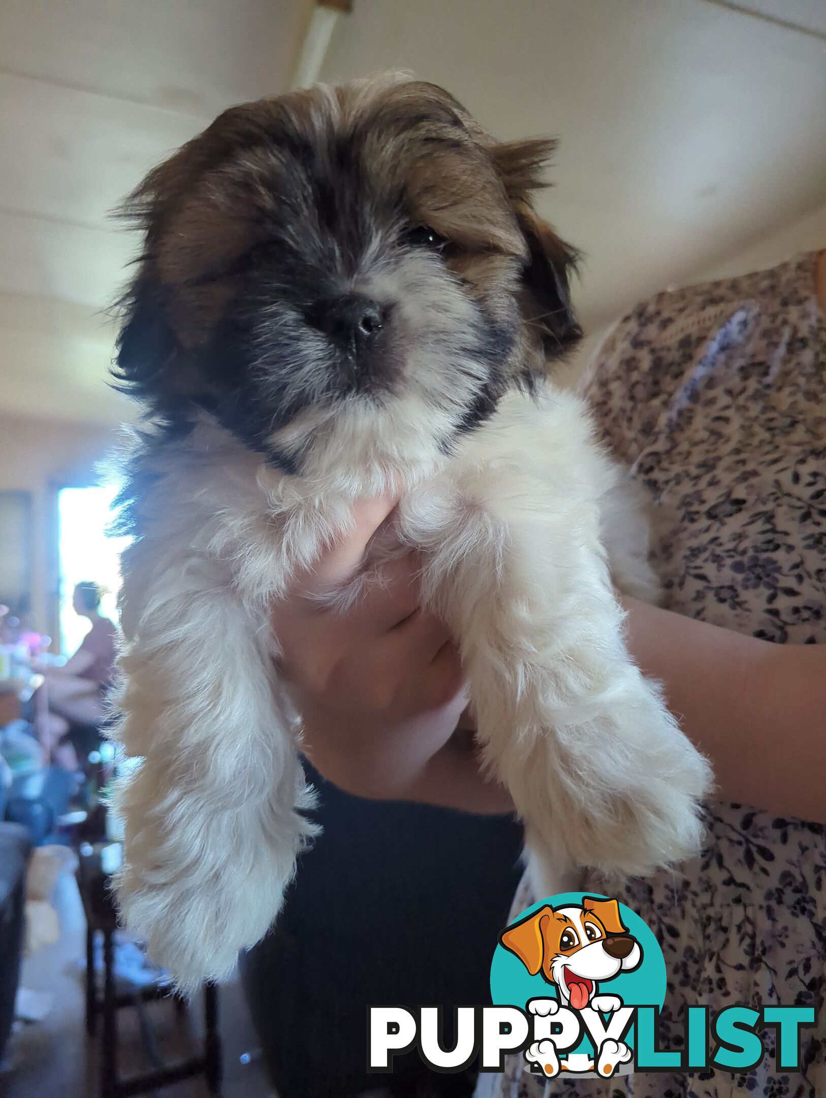 Maltese Shih Tzu Pups