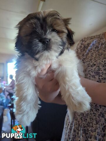 Maltese Shih Tzu Pups