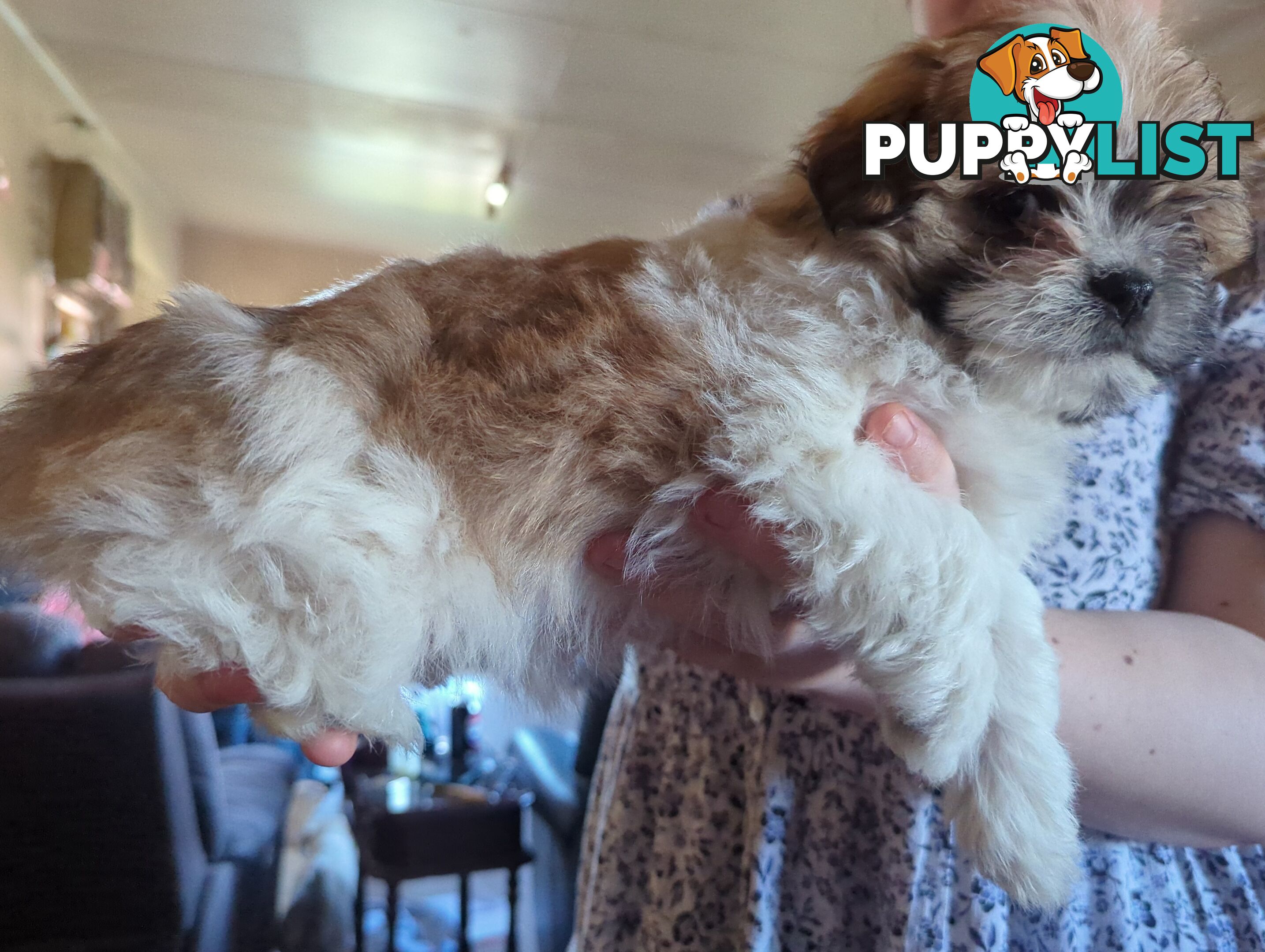 Maltese Shih Tzu Pups