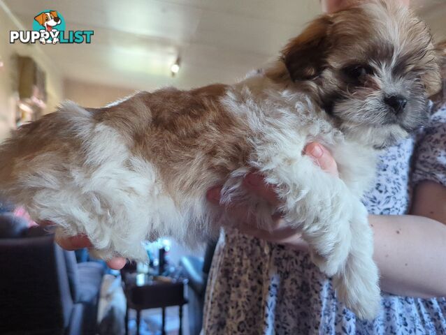 Maltese Shih Tzu Pups