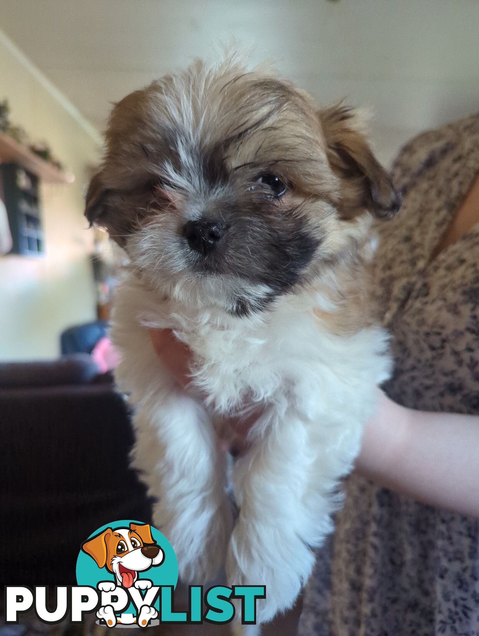 Maltese Shih Tzu Pups