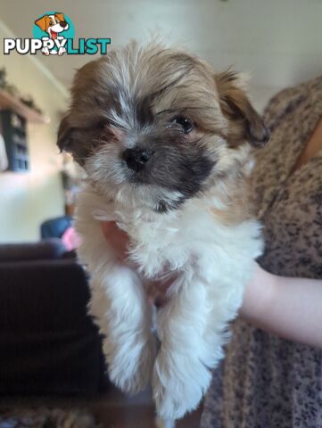 Maltese Shih Tzu Pups