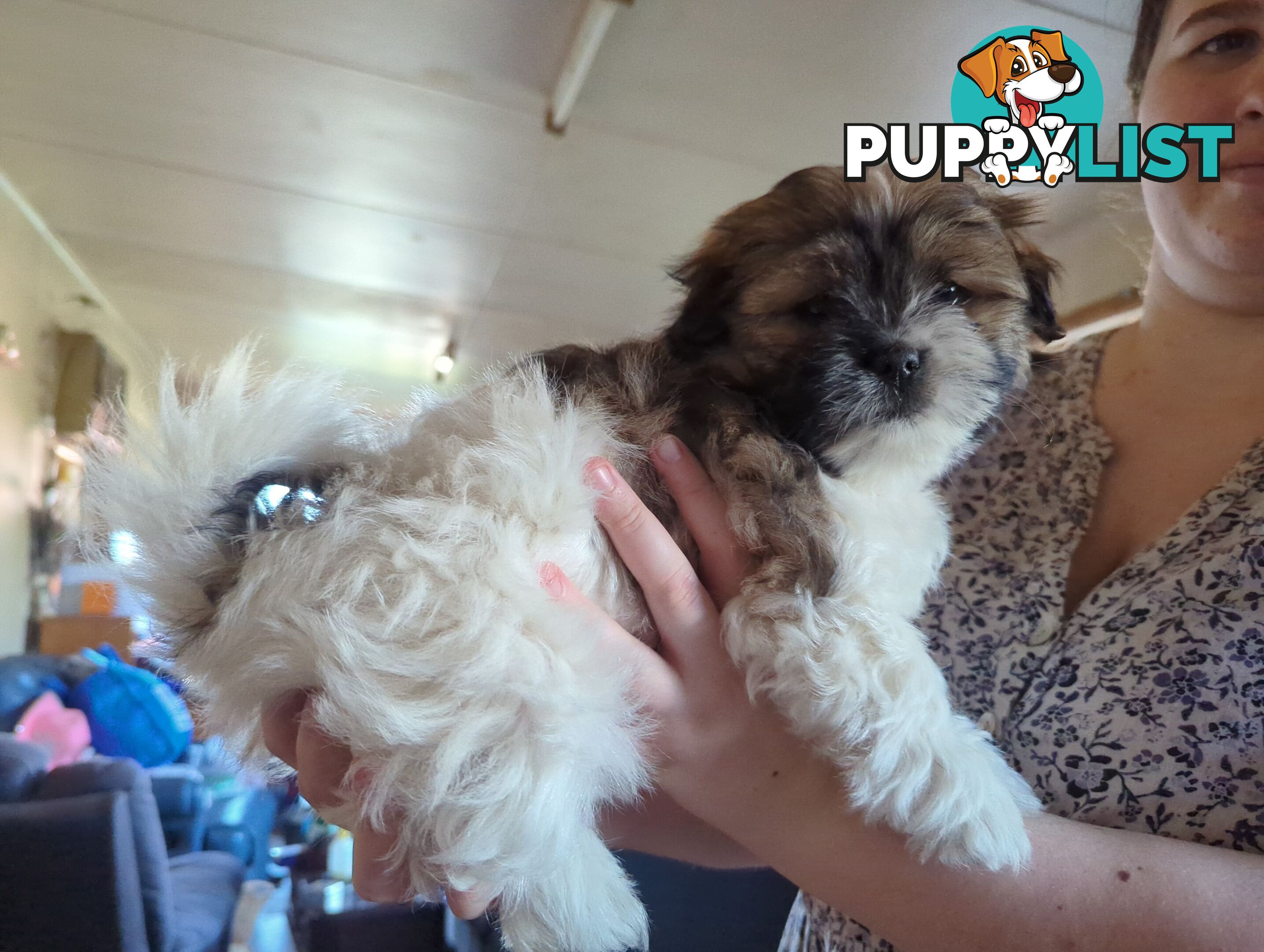 Maltese Shih Tzu Pups