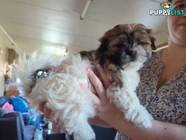 Maltese Shih Tzu Pups