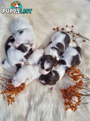 Longhair Chocolate Pied Dachshunds