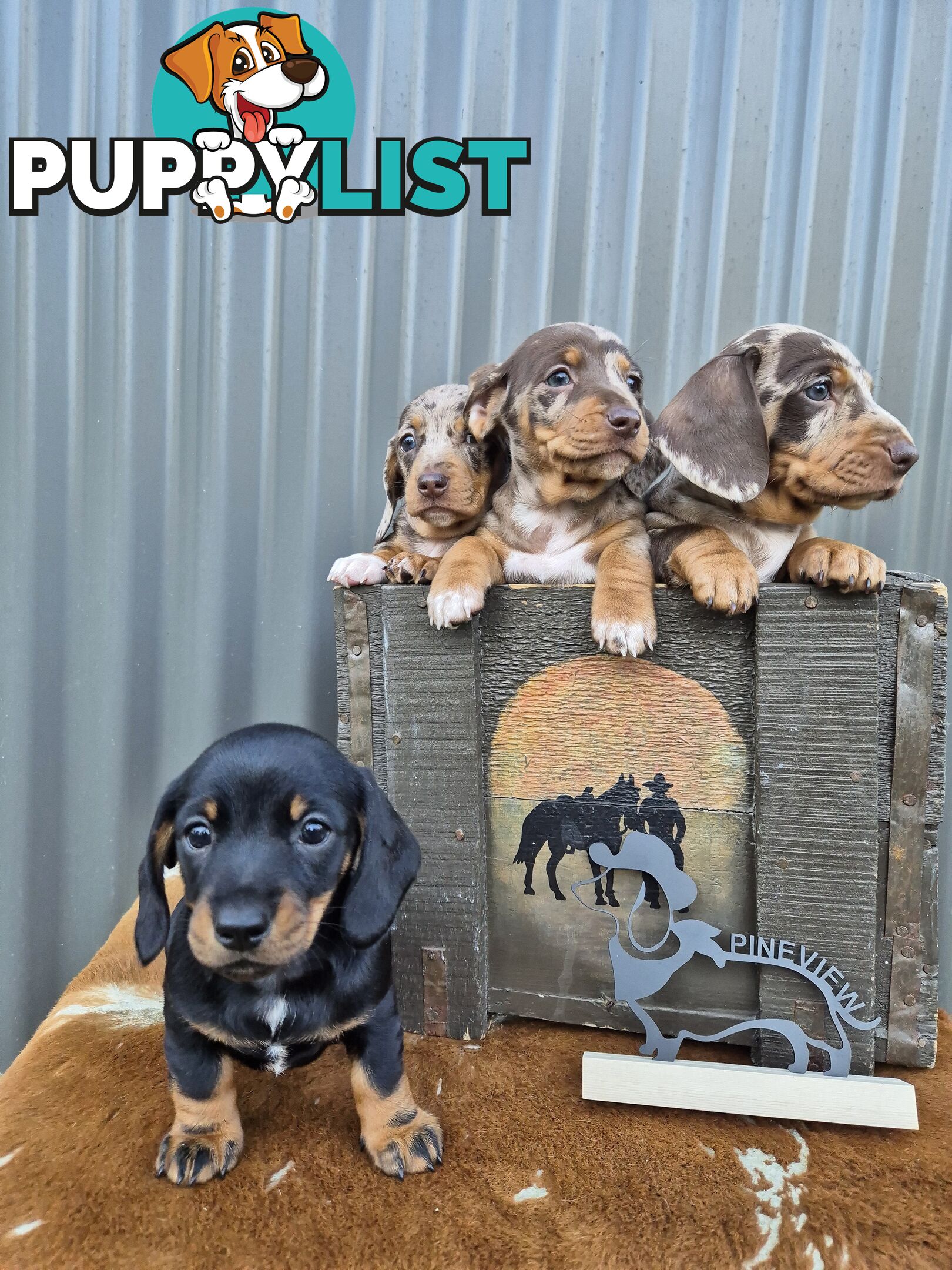 Mini Dachshund