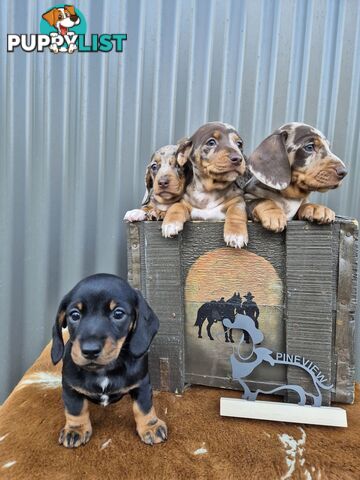 Mini Dachshund
