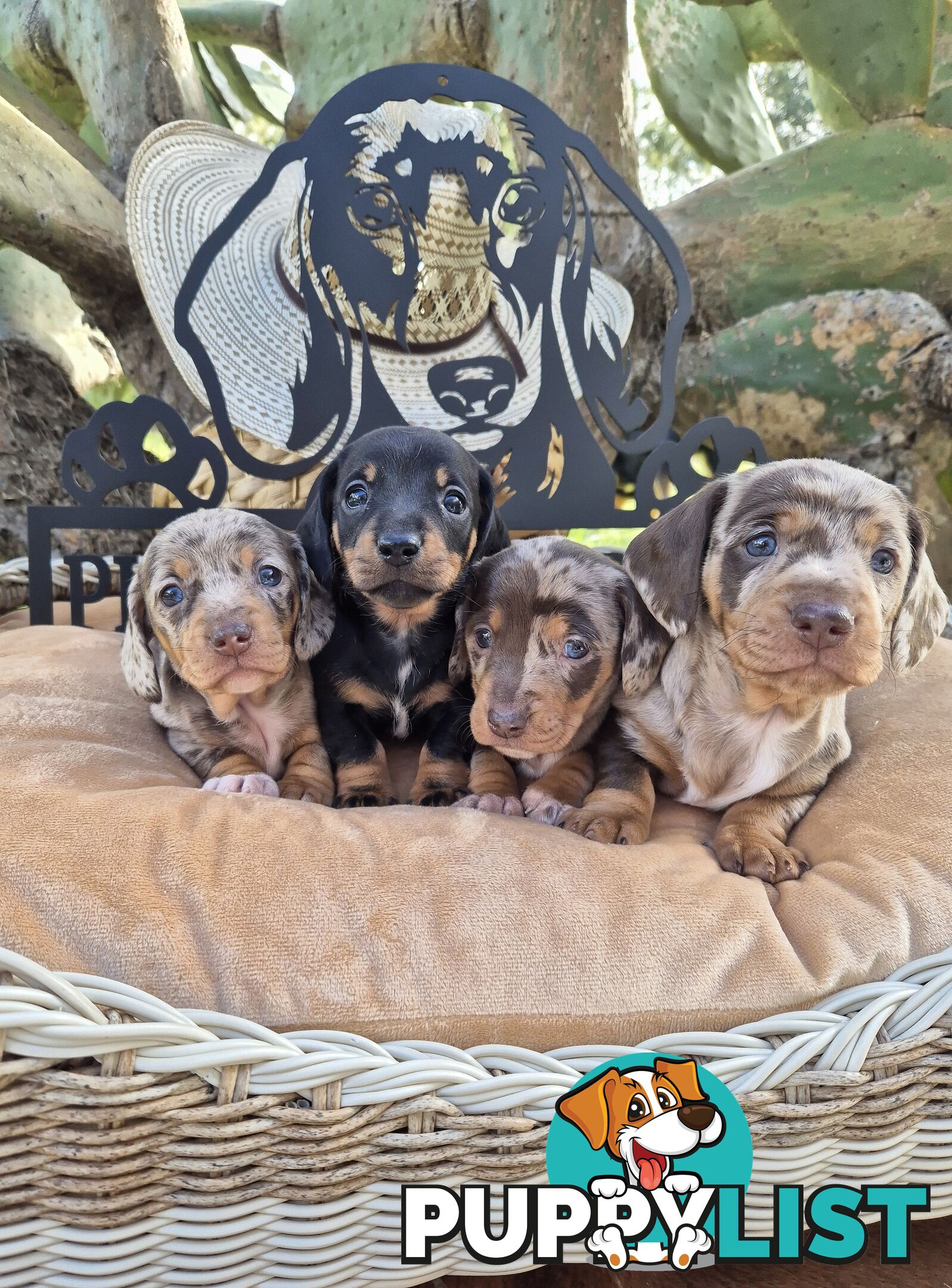 Mini Dachshund