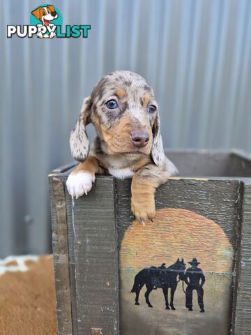 Mini Dachshund