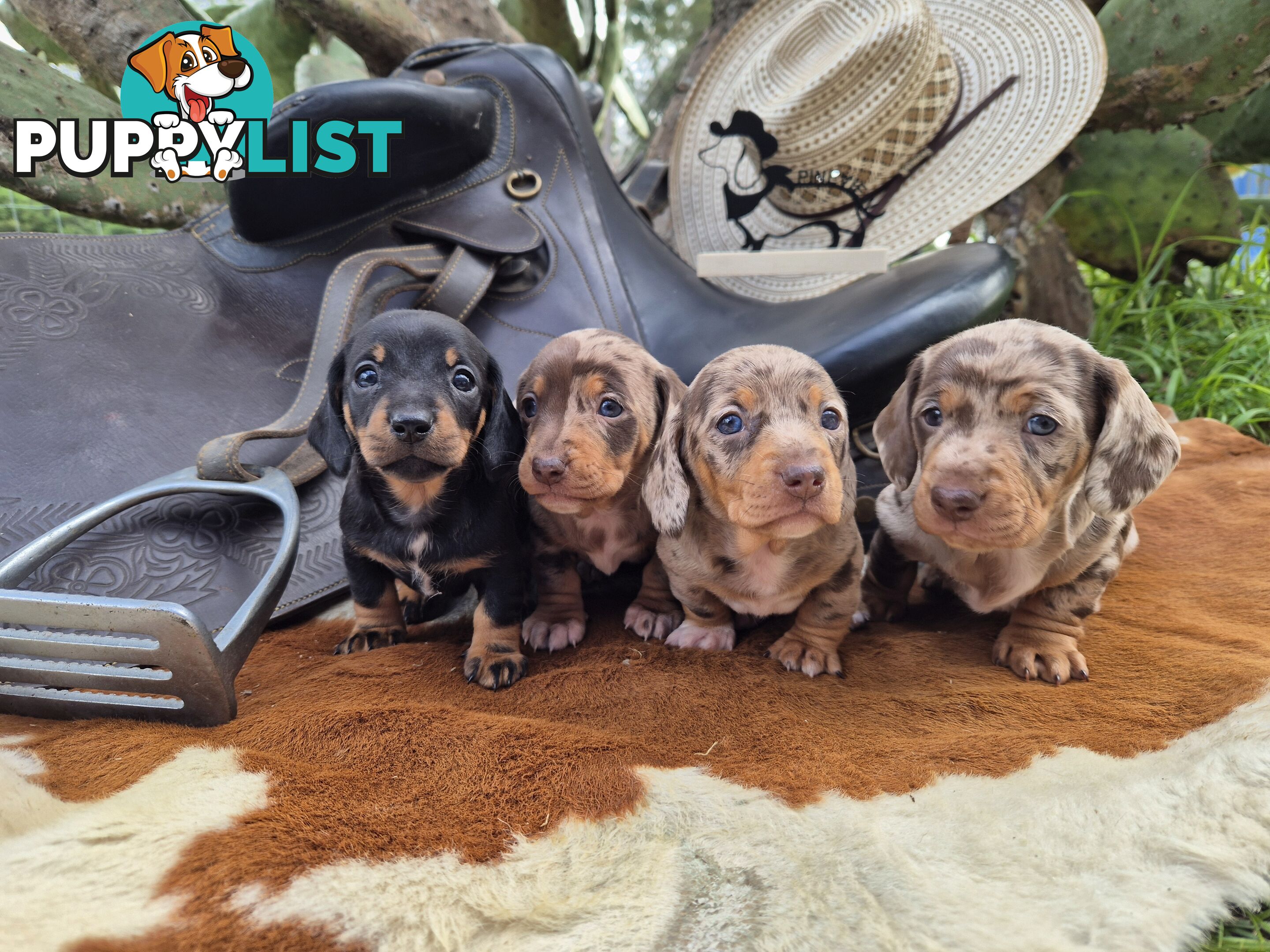Mini Dachshund